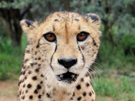 Cheetah (6).JPG